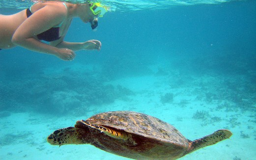 Image of swimming with turtles in Hawaii