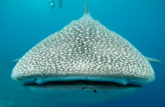 Where to swim with whale sharks